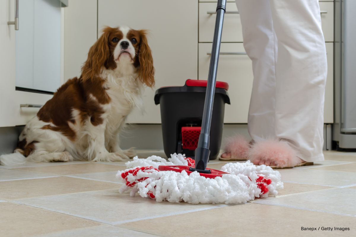 Person wischt mit Wischmopp und Wasser Bodenfliesen nass, daneben sitzt ein kleiner Hund